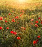 Komar Fotobehang - Poppy World 250x280cm - Vliesbehang