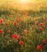 Komar Fotobehang - Poppy World 250x280cm - Vliesbehang