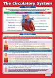 Daydream Education The Circulatory System Educational Poster