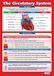 Daydream Education The Circulatory System Educational Poster