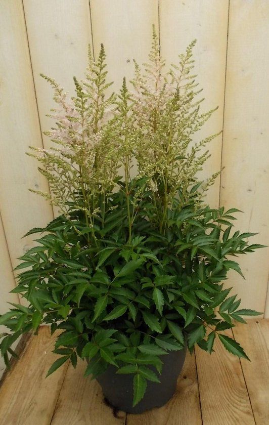 Warentuin natuurlijk Astilbe wit