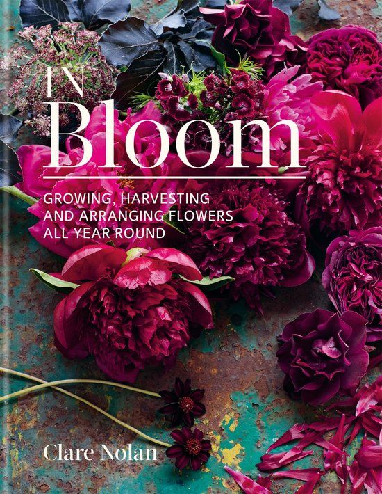 In Bol In Bloom: Growing, harvesting and arranging flowers all year round