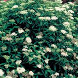 Arborix Spiraea japonica 'Albiflora' - Spierstruik - 25-30 cm in pot