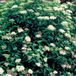 Arborix Spiraea japonica 'Albiflora' - Spierstruik - 25-30 cm in pot
