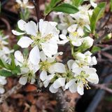 Prunus Pumila Depressa - Zandkers, 25-30 cm in pot