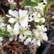 Prunus Pumila Depressa - Zandkers, 25-30 cm in pot
