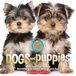 Dogs Scholastic Us Dogs and Puppies (Pet Photo Book with Pawprint Necklace): More Than 100 Breeds
