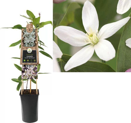 Van der Starre Klimplant Clematis Armandii Apple Blossom - Roze Bosrank