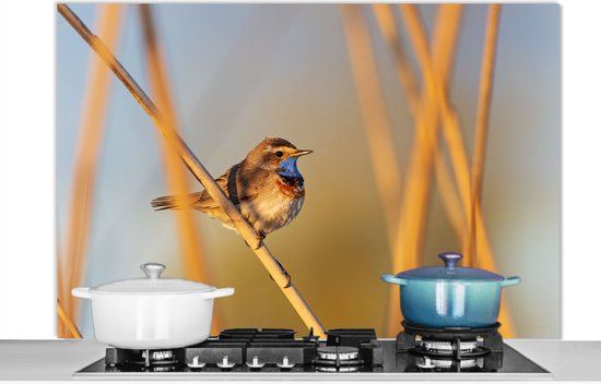 KitchenYeah Spatscherm keuken 120x80 cm - Kookplaat achterwand Vogels - Blauwborst - Riet - Muurbeschermer - Spatwand fornuis - Hoogwaardig aluminium