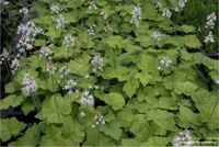 GRDplanten Perzische muts 6x Tiarella cordifolia | 9x9 cm pot