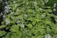 GRDplanten Perzische muts 6x Tiarella cordifolia | 9x9 cm pot