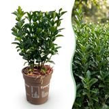 KH Bloembollen Green boutiQ - 24x Euonymus japonica Green Spire - Kardinaalsmuts - Haagplanten - Groenblijvend - Groen - Pot 9cm - Hoogte 20-25cm