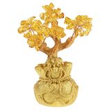 Feng Shui Citrien Boom