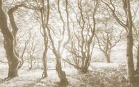 Komar Fotobehang - Bleached Birch 400x250cm - Vliesbehang