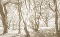 Komar Fotobehang - Bleached Birch 400x250cm - Vliesbehang