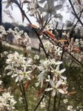 GRDplanten Groendecor Tuinarchitectuur Amelanchier lamarckii - Krentenboompje, Rotsmispel, Junibes 50-60 cm in pot