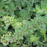 Arborix Bol 6 x Origanum Vulgare - Marjolein pot 9x9cm