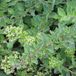 Arborix Bol 6 x Origanum Vulgare - Marjolein pot 9x9cm