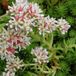 Arborix Bol 6 x Sedum Lydium - Vetkruid pot 9x9cm