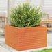 Maison Exclusive - Pot de fleurs pour le jardin, brun foncé, 70 x 70 x 46 cm, bois de pin massif