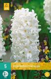 Jub Hyacint Carnegie White Hyacinth Bulbs - 5 Pieces