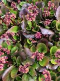 GRDplanten Groendecor Tuinarchitectuur 6x Schoenlappersplant - Bergenia 'Rosi Klose' | 9x9 cm pot