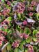 GRDplanten Groendecor Tuinarchitectuur 6x Schoenlappersplant - Bergenia 'Rosi Klose' | 9x9 cm pot