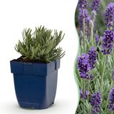 Green boutiQ Lavendel Munstead - Vasteplant - Paars - 24 Stuks