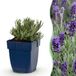 Green boutiQ Lavendel Munstead - Vasteplant - Paars - 24 Stuks