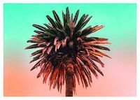 Komar Muurafbeelding | Palm Tree | Poster, afbeelding, woonkamer, slaapkamer, decoratie, kunstdruk | zonder lijst | P051-70x50 | Formaat: 70 x 50 cm (breedte x hoogte)