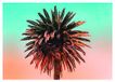 Komar Muurafbeelding | Palm Tree | Poster, afbeelding, woonkamer, slaapkamer, decoratie, kunstdruk | zonder lijst | P051-70x50 | Formaat: 70 x 50 cm (breedte x hoogte)