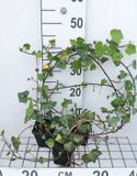 GRDplanten Woerner 12x Klimop - Hedera helix 'Woerner' | 9x9 cm pot
