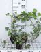 GRDplanten Woerner 12x Klimop - Hedera helix 'Woerner' | 9x9 cm pot