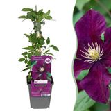 Green boutiQ - 6x Clematis Warszawska Nike - Bosrank - Rood - Klimplant - Ø9cm - 35cm