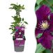 Green boutiQ - 6x Clematis Warszawska Nike - Bosrank - Rood - Klimplant - Ø9cm - 35cm