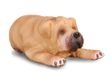 Collecta Shar-Pei Puppy Figurine Marron 4.7x2.6x1.7cm