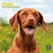 Baker & Bray Vizsla Kalender 2027