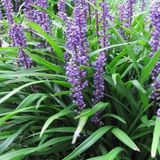 Arborix Liriope 6x Liriope muscari 'Evergreen Giant' Pot 9x9cm - Prachtige groenblijvende plant voor in de tuin