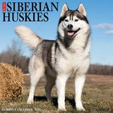 Willow Creek Press Siberian Huskies 2027 12 X 12 Wall Calendar