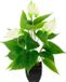 Anthurium Kunstplant in pot - Witte Kunststof Kamerplant - 50 cm
