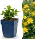 Green Boutiq boutiQ Green Hypericum calycinum - Sint-Janskruid - Bee and Butterfly Attractor - Yellow - 24 Plants - Pot 11cm - Height 15-25cm