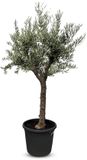 Sunny Tree - Olijfboom Hojiblanca - Groenblijvend - 30 jaar oud - 170 cm - Vertakt - Winterhard