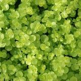 Arborix Bol 6 x Lysimachia Nummularia 'Aurea' - Geelbladig Penningkruid pot 9x9cm