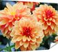 Gards Poster de jardin Dahlia orange - 160x120 cm - Toile de jardin - Décoration de jardin - Décoration murale extérieure - Peinture de jardin