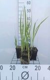 GRDplanten Groendecor Tuinarchitectuur 6x Montbretia - Crocosmia masoniorum | 9x9 cm pot