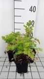 GRDplanten 6x Margriet - Tanacetum parthenium | 9x9 cm pot