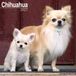 Avonside Chihuahua Kalender 2027 Wandkalender Dieren 30x30cm Bruin/Beige/Wit