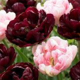 Green boutiQ - 48x Tulipa Sweet Desire mix - Tulp Sweet Desire mix - Diversen - Voorjaarsbloeier - Bolmaat 11/12