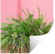 StickerSnake Sticker mural - Plante - Été - Rose - 50x50 cm - PVC