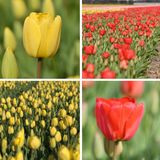 InVolleBloei Tulpenbollen Mix – 50 stuks – 'Parade & Golden Parade' – Rode en Gele Tulpen